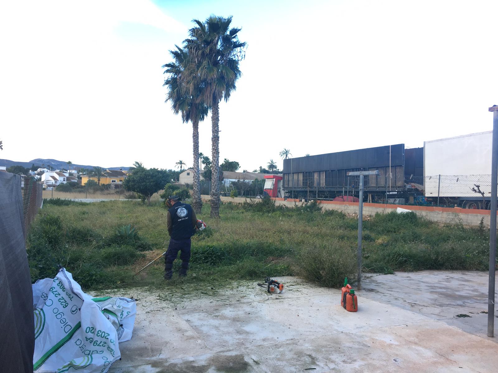 Tratamiento fitosanitario contra plagas en palmeras y plantas