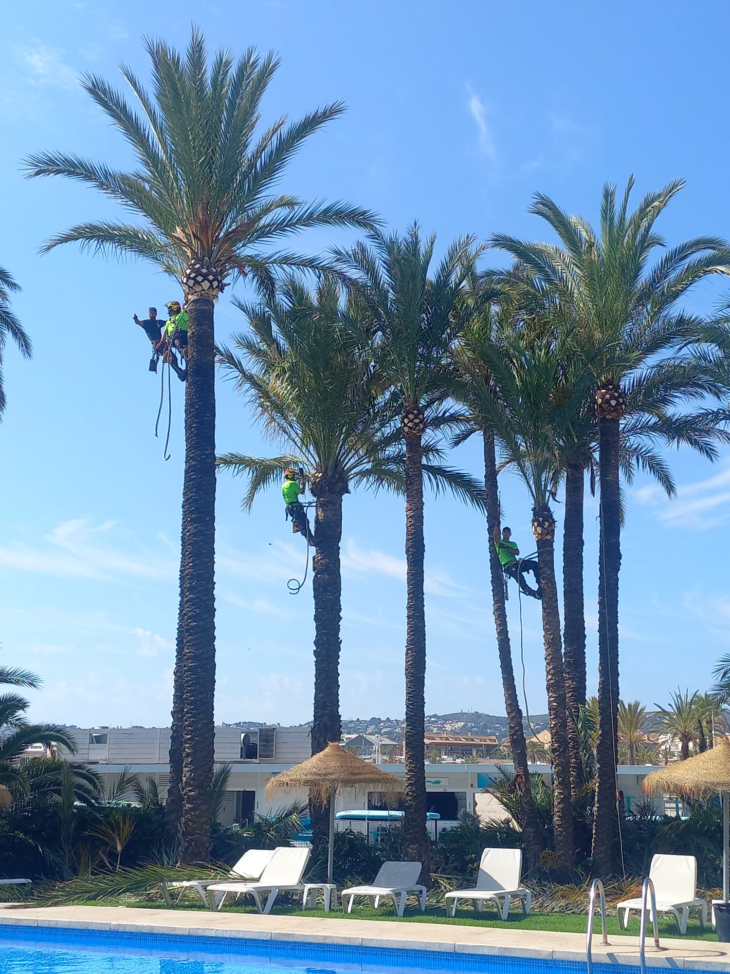 Mantenimiento y limpieza de troncos de palmeras en Benidorm