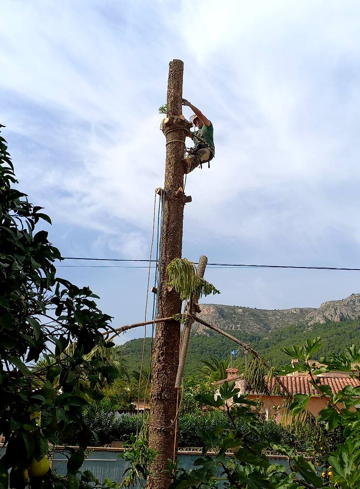 Poda de palmeras en zonas públicas y urbanizaciones de Benidorm