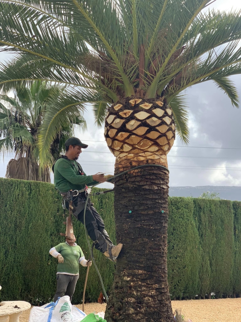 Equipo de Podas Palmergarden realizando poda segura de árboles