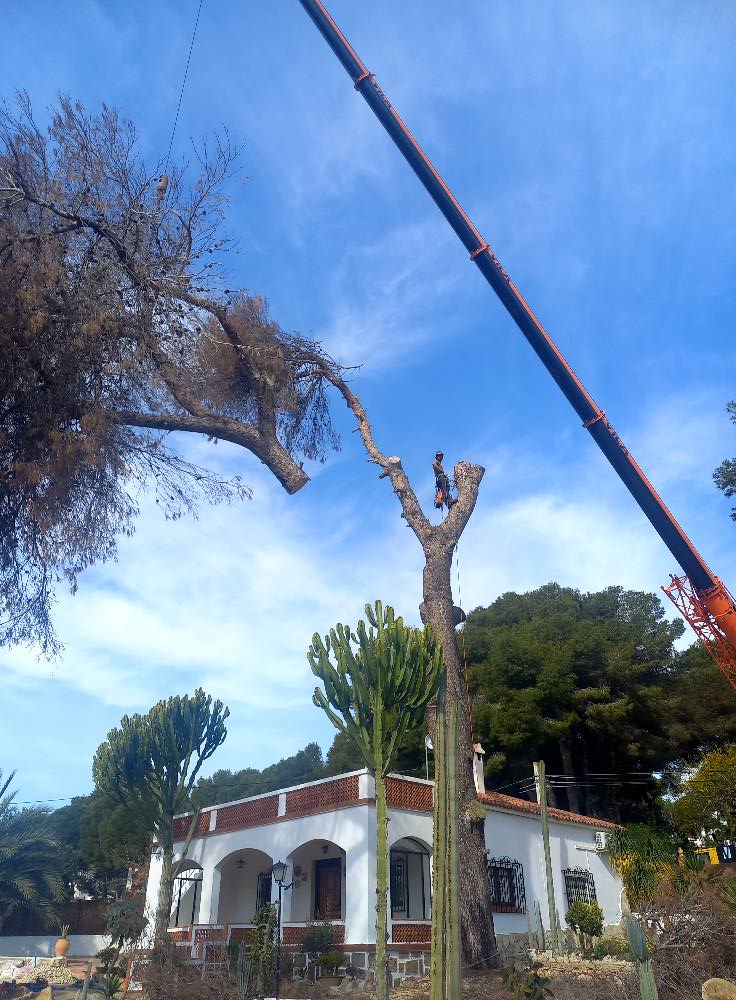 Creación de espacios verdes y paisajismo en Benidorm y alrededores