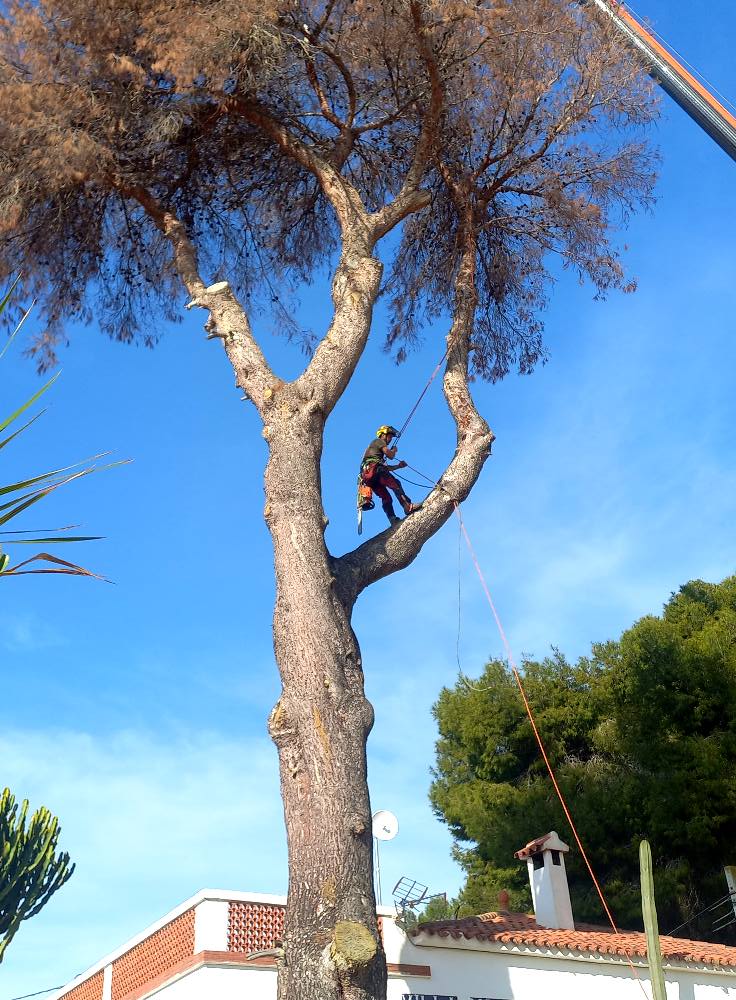 Técnica de poda de precisión para garantizar la salud del árbol