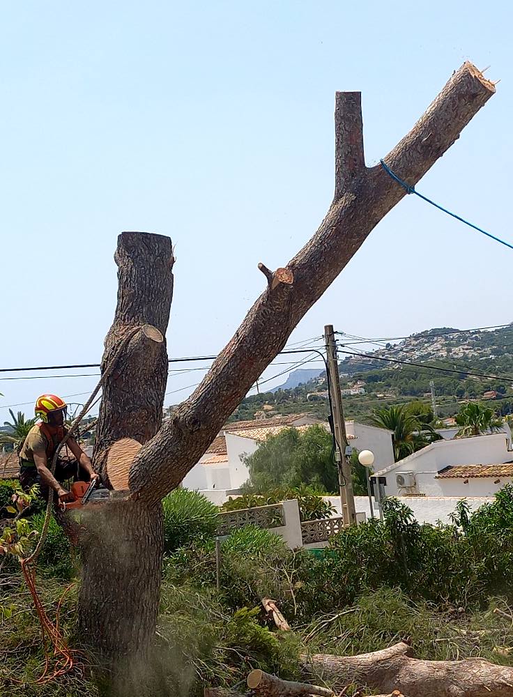 Podador certificado con equipo de protección individual (EPI)