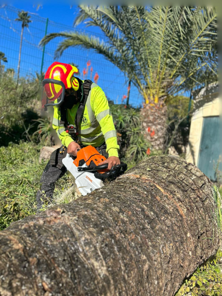 Profesionales de jardinería y poda de palmeras en Benissa